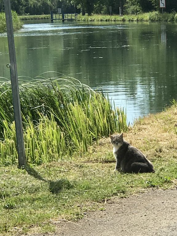 Kitty on the Marne